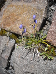 Campanula cespitosa