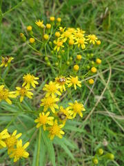 Senecio polyanthemoides