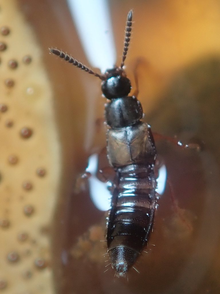 Atheta oblita