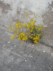 Senecio squalidus rupestris