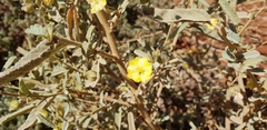 Sida fibulifera