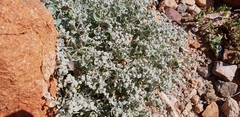 Chenopodium curvispicatum