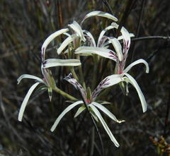 Pelargonium longiflorum