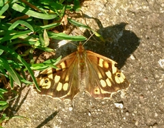 Pararge aegeria