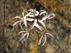 Pelargonium longiflorum