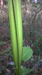 Cissus quadrangularis