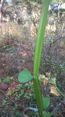 Cissus quadrangularis