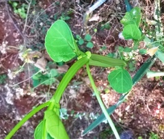 Cissus quadrangularis