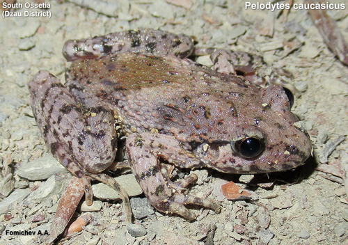Caucasus parsley frog, Pelodytes caucasicus