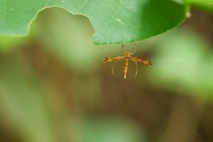 Xyroptila oenophanes
