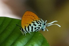 Drupadia ravindra moorei