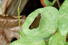 Polytremis lubricans