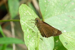 Polytremis lubricans