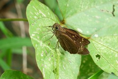 Polytremis lubricans
