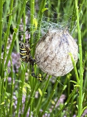 Argiope bruennichi