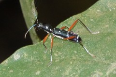 Sclethrus malayanus