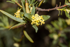 Pimelea microcephala