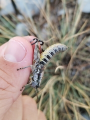 Podisma amedegnatoae