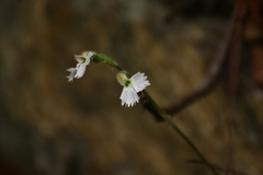 Cheirostylis yunnanensis
