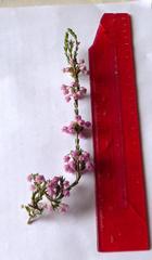 Erica selaginifolia