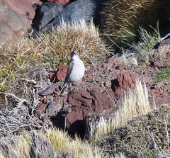 Muscisaxicola frontalis