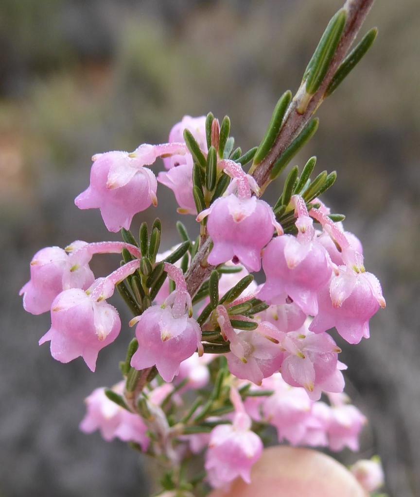 Sepalcurl Heath