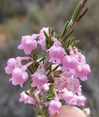 Erica selaginifolia