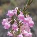 Erica selaginifolia - Photo (c) Andrew Massyn,  זכויות יוצרים חלקיות (CC BY-NC), הועלה על ידי Andrew Massyn
