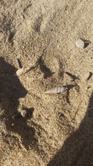 Alinda biplicata