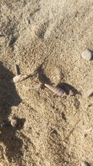Alinda biplicata