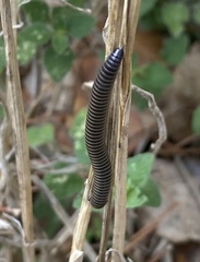 Ommatoiulus sabulosus