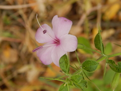 Barleria buxifolia