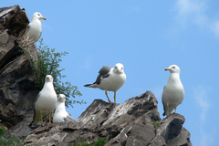Larus armenicus