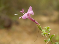 Barleria buxifolia