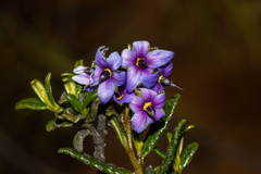 Halgania andromedifolia