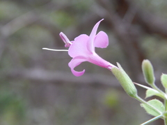 Barleria buxifolia