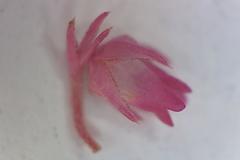 Erica acuta acuta