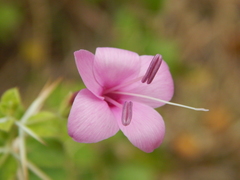 Barleria buxifolia