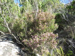 Erica acuta acuta