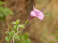Barleria buxifolia