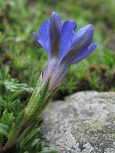 Gentiana dshimilensis