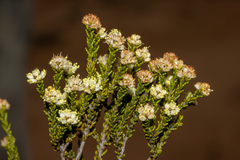 Microcybe multiflora multiflora