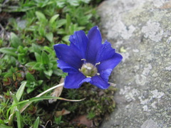 Gentiana dshimilensis