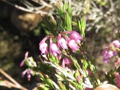 Erica acuta acuta
