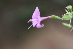 Barleria buxifolia