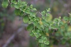 Barleria buxifolia