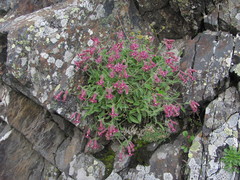 Silene pygmaea