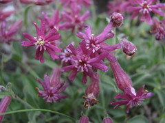 Silene pygmaea