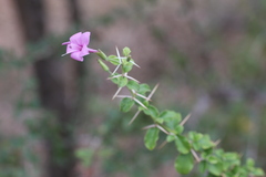 Barleria buxifolia