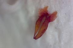 Erica acuta acuta